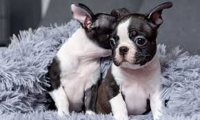 Blue Boston Terrier - Dog Breed Information, Puppies & More - Chocolate Lab