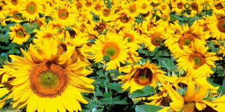 Now, isn't it time you finally take it. Sunflower Facts Things You Didn T Know About Sunflowers