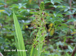 Image result for Eulophia alta