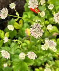 Image result for Asterochaete