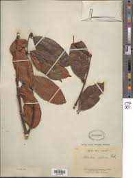 Image result for Orthopichonia