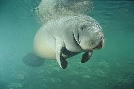 Florida Manatee: Pahrsa Hashemi