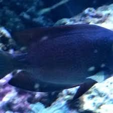 Image result for Oxyanthus strigosus