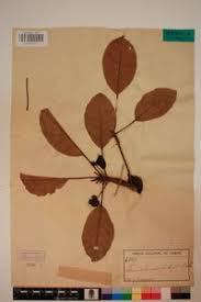 Image result for Terminalia superba