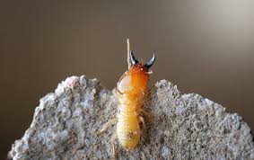 The technician arrived on time. Termite Control In Apex Nc Get Rid Of Termites Near Raleigh Nc