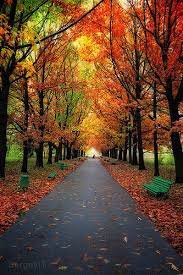 Autumn Trees In Park With Colorful Leaves Autumn Scenery Beautiful Nature Pictures Autumn Trees