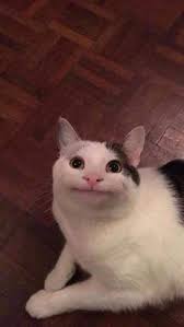 Polite Cat Funny Cat Faces Funny Animal Photos Cute Cat Memes