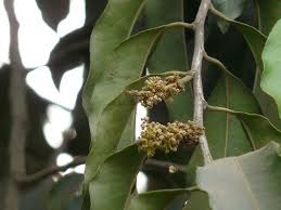 Image result for Putranjivaceae