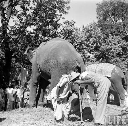 Elephants in Sonepur Cattle Fair, Bihar in 1952: This 1952 photograph captures the iconic Sonepur Cattle Fair in Bihar, where elephants once took center stage. Elephants were traded here for royal ceremonies,