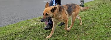 Proven tips from dog experts that has worked for more than 875,000 dog owners worldwide. Train Your Dog To Stop Pulling On The Lead Rspca