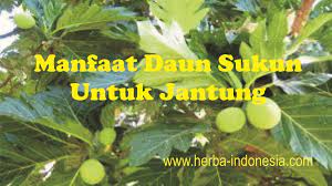 Sukun atau ia juga dikenali sebagai breadfruit (artocarpus altilis) adalah satu jenis buah yang selalunya akan dimasak dengan menggunakan berbagai jenis resepi sama ada digoreng atau pun direbus. Daun Sukun Menjaga Kesehatan Jantung