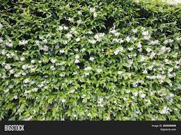 Crossvine fruits are an elongated capsule. Small White Flowers On Image Photo Free Trial Bigstock