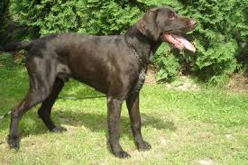 Image result for český fousek stavba těla