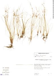 Image result for Eleocharis confervoides