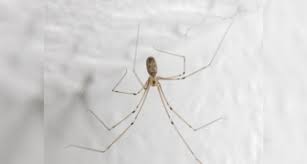 Viele spinnen im haus ursache. Wir Alle Haben Sie Im Haus Aber Es Gibt Etwas Das Wir Uber Diese Spinnen Wissen Mussen Curioctopus De