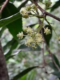 Image result for Ilex mitis