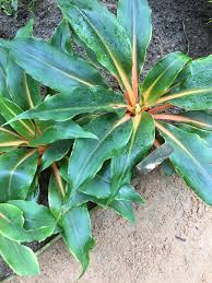 Image result for Chlorophytum Amaniense