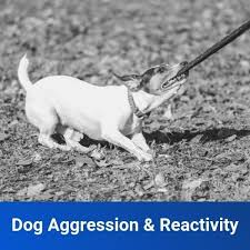 Dedicated dog training can share their secrets while guiding you to control. Aggressive Dog Training Off Leash K9 Training Lehigh Valley Pa