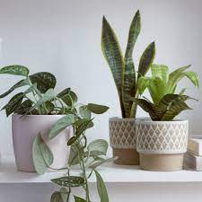 I know i have mentioned about my plants but with winter coming i dont know about this. Winter Care Of Houseplants