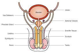 Explore the anatomy systems of the human body! Male Reproductive System Bioninja