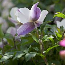 Image result for Anemone transvaalensis