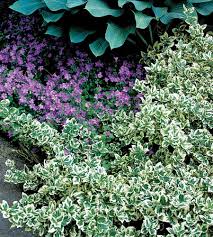 Many customers are looking for contrast in their landscape and these. The Best Shrubs For Your Yard