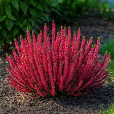 Image result for Calluna vulgaris