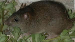 Australian Mammal Becomes First To Go Extinct Due To Climate Change Australian Mammals Mammals Climate Change