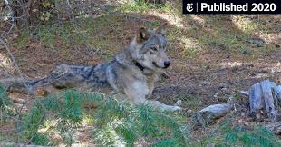 We did not find results for: The Lonely End To One Gray Wolf S 8 700 Mile Search For A Mate The New York Times