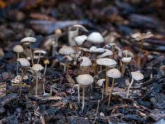 Few people may actually know there is such a thing as a psychoactive cactus that is used to cause hallucinations. Hallucinogens Mind Altering Drugs Of Abuse Addiction Center