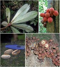 Image result for Englerophytum natalense