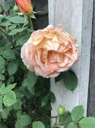 Determining the problem is necessary so. Drooping Rose Bbc Gardeners World Magazine