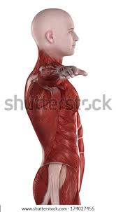 Strength is developed in these rather thin walls by the crisscrossing of fibres. Abdominal Muscle Anatomy Male Abdomen Wikipedia Respiratory Muscle Training Strengthen The Function Of The Respiratory Muscles To Improve Your Patient S Overall Performance Powered By Physiopedia Start