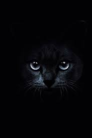 Numar total de imagini de fundal: Black Beauty Cat Posters Cat Photo Dog Cat
