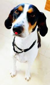 Explore 15 listings for wooden table top with metal legs at best prices. 31 Walker Hound Ideas Walker Hound Hound Walker