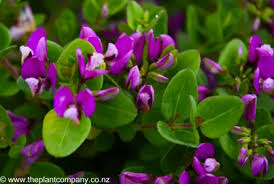 Image result for Polygala petitiana