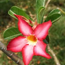 Top quality roses · free shipping · low prices guaranteed Adenium Obesum Desert Rose 10 Seeds Onszaden