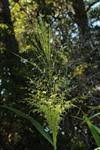 Image result for Urochloa oligobrachiata