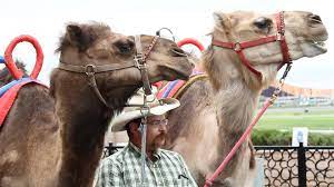 What has four legs, weighs around 1,000 pounds and races at ocean downs? Camels And Ostriches Head To The Racetrack