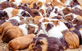 Pet smart: Homes sought for hundreds of guinea pigs - New York Daily News