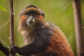 Wild Very Rare Golden Monkey Bamboo Forest Unique Endangered Animal Sto Sponsored Monkey Bamboo Endangered Animals Animal Close Up African Wildlife