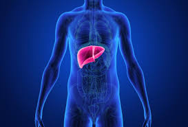 Ketones are a type of molecule that our liver produces during times of. Liver And Cholesterol What S The Link