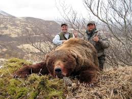 About a third of alaska's 30,000 brown bears are found on the alaska peninsula, which separates the pacific ocean from bristol bay, a place that hosts the most productive wild salmon fishery in the world and draws large numbers of bears to catch their food in the tumbling waters once they emerge. Alaska Brown Bear Hunt 10652