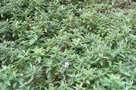 Image result for Blumea squarrosa