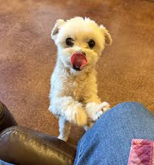 We were very happy to find our hotel has a dog! Meet Pepe ❤️🇬🇷 Reuben  Derover