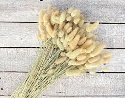 Vase filler dried pampas grass stems bunny tails dried flowers 30pcs per pack. Luv Sola Flowers Preserved Dried Filler