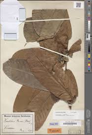 Image result for Hexalobus