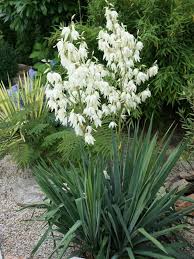 Yucca Filamentosa Adam S Needle World Of Succulents Yucca Filamentosa Yucca Plant Architectural Plants
