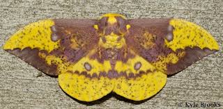 Black And White Spotted Moth Ohio Image Result For Moth Wings Moth Moth Wings Io Moth