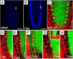 Maybe you would like to learn more about one of these? Symplastic Signaling Instructs Cell Division Cell Expansion And Cell Polarity In The Ground Tissue Of Arabidopsis Thaliana Roots Pnas